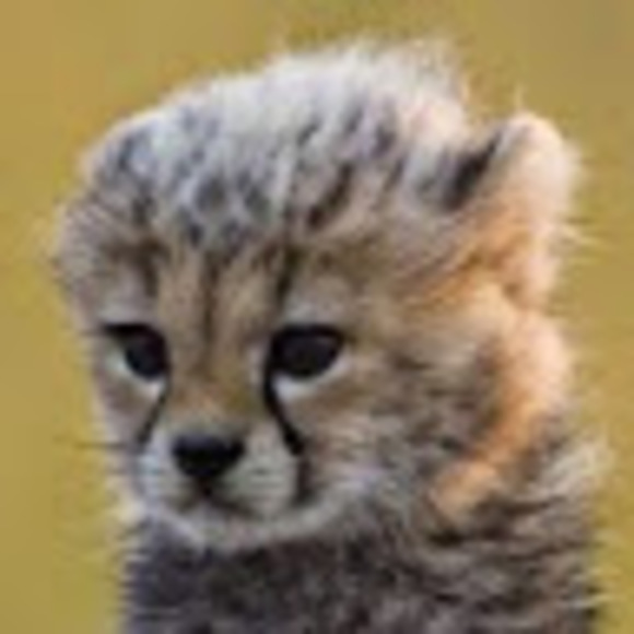 staralfur44